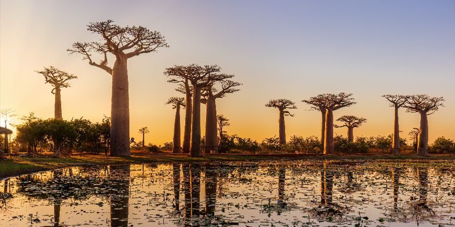 Viale dei Baobab di Morondava