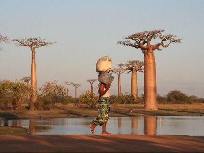 MADAGASCAR OVEST: IL VIALE DEI BAOBAB